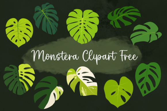 Download Monstera Clipart Free - Art Collection